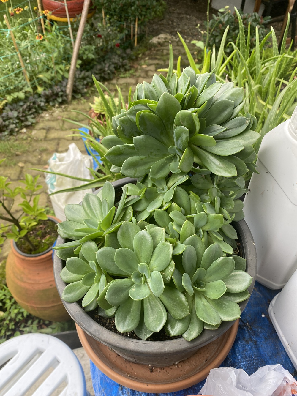 Sukulent- Echeveria: Yapraklarındaki kusursuz geometri ve zarafetle, doğanın sabırla işlediği canlı bir sanat eseri.